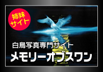 白鳥写真専門サイト